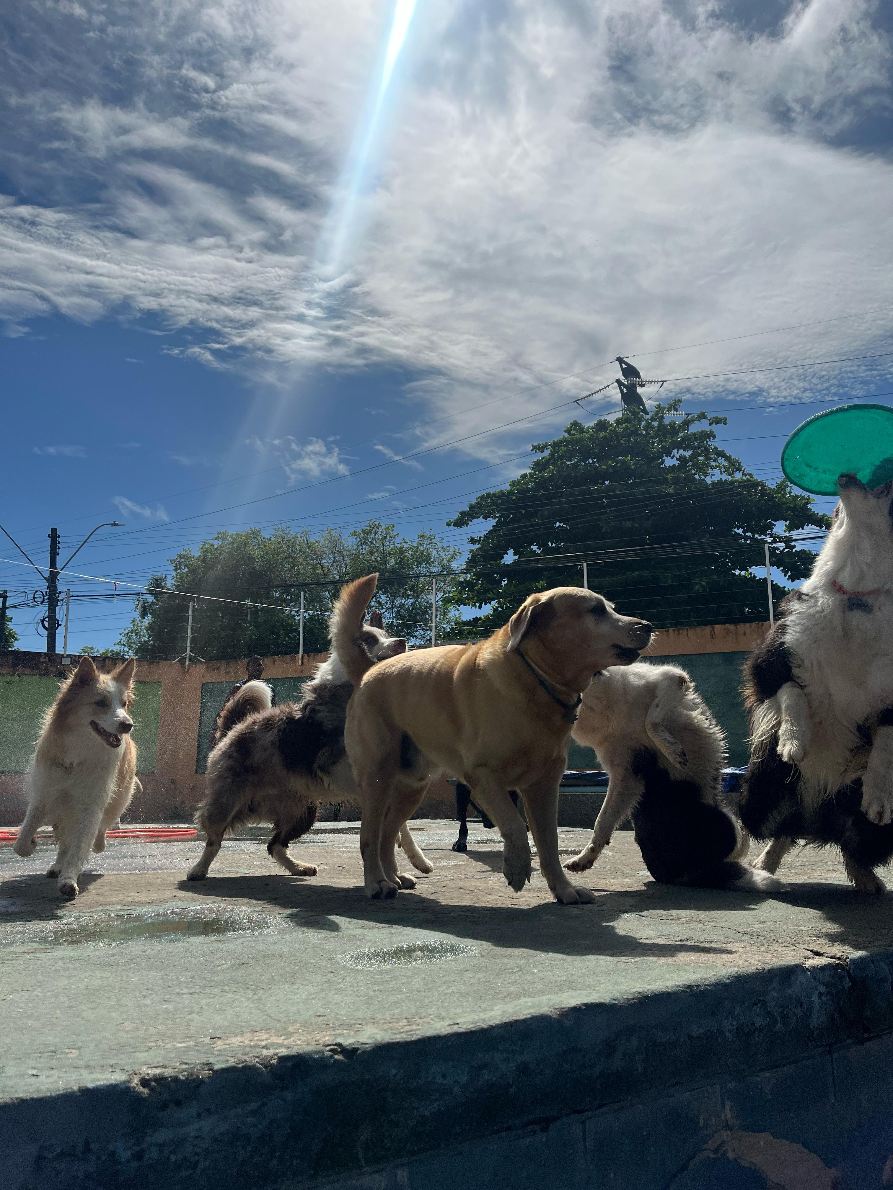 Imagem do WhatsApp de 2025-04-02 à(s) 09.14.41_99e73d15.jpg