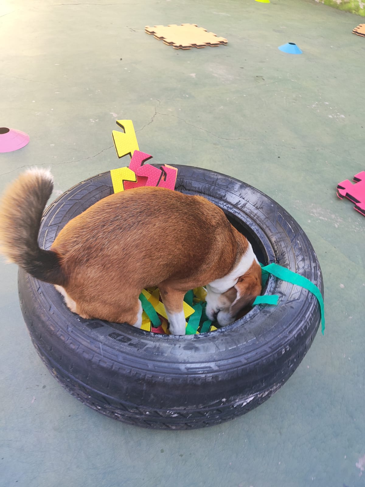 Imagem do WhatsApp de 2025-04-02 à(s) 09.14.43_bd5b6b60.jpg