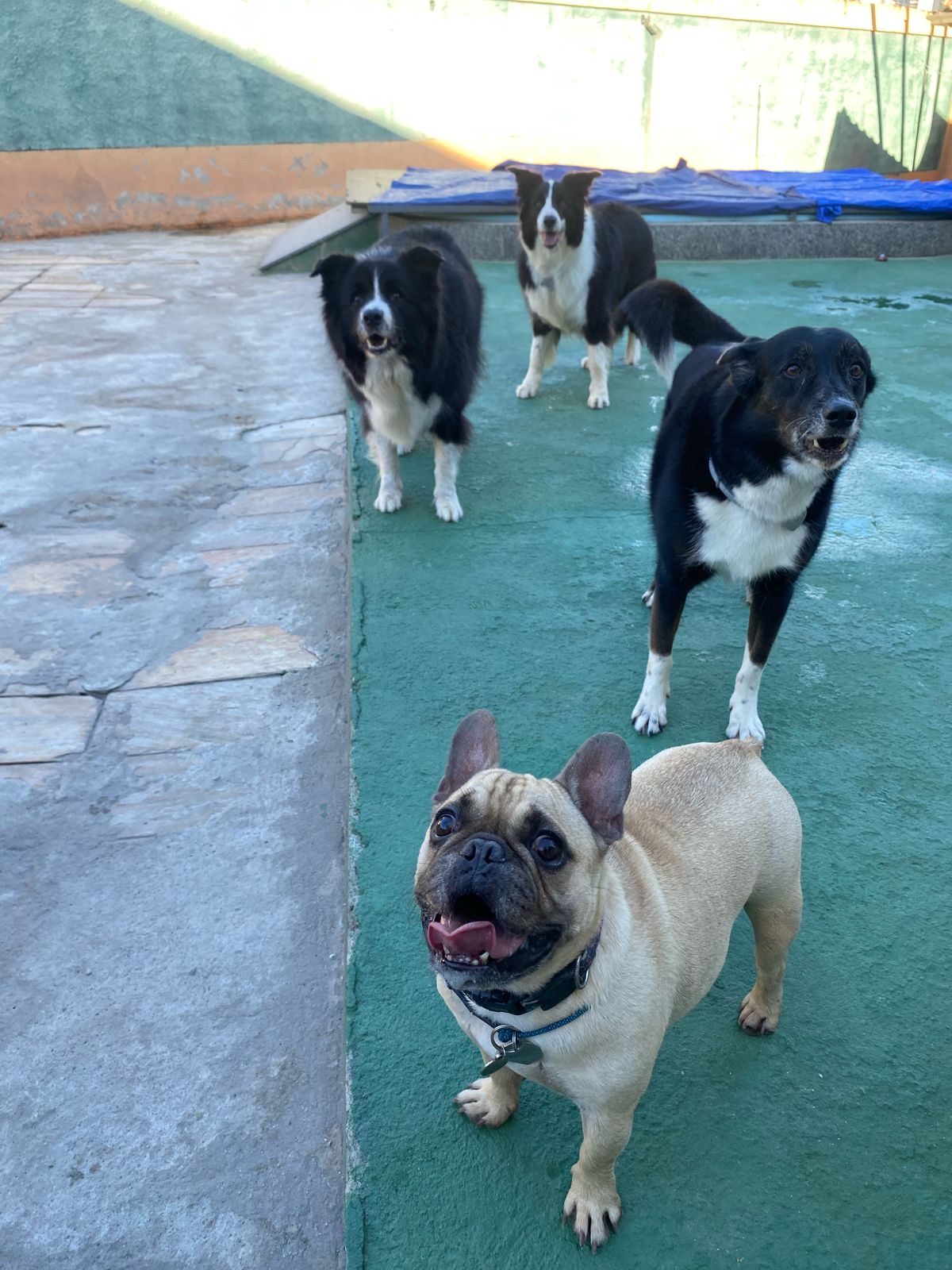 Imagem do WhatsApp de 2025-04-04 à(s) 15.16.57_9dd7f0b6.jpg