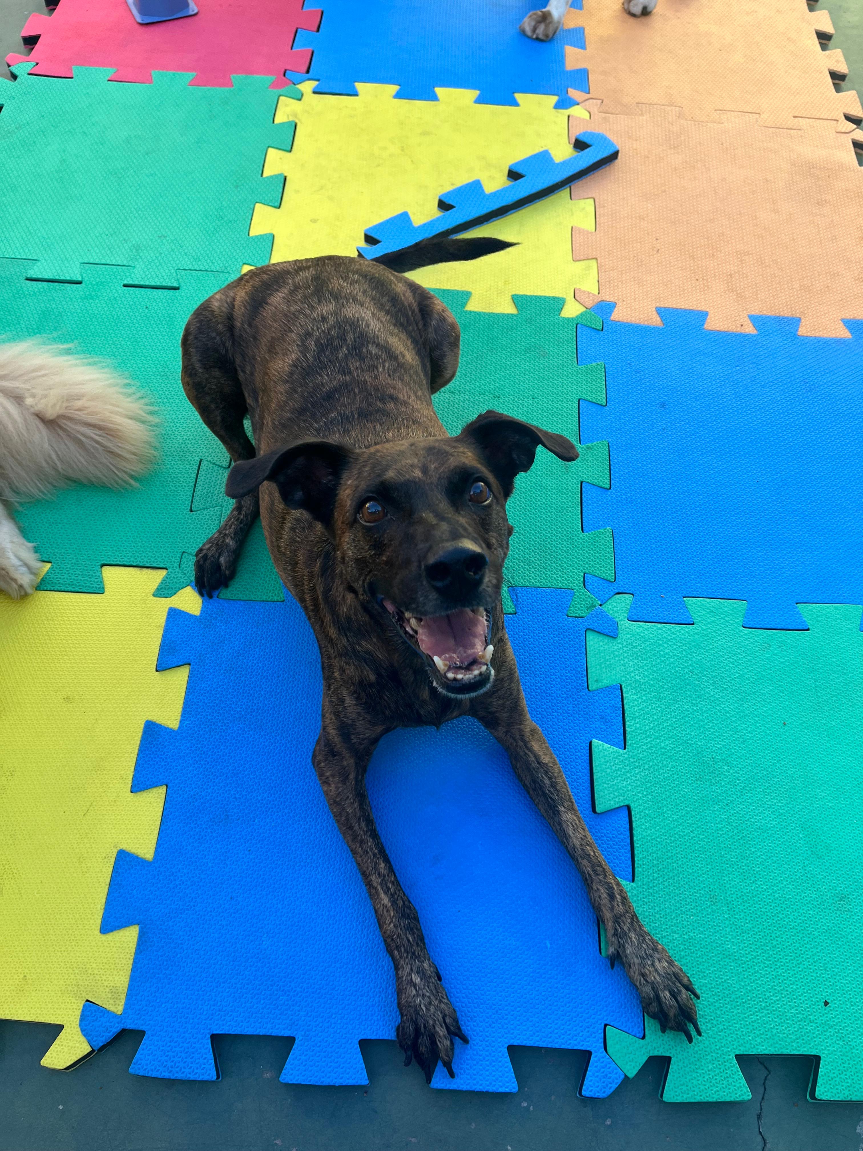 Imagem do WhatsApp de 2025-04-04 à(s) 17.15.01_6667978e.jpg