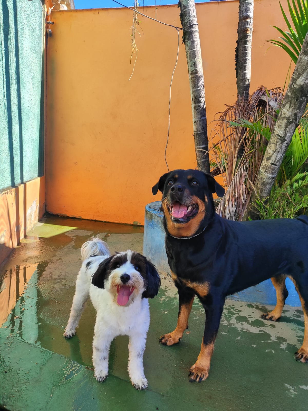 Imagem do WhatsApp de 2025-04-02 à(s) 15.57.27_8746210b.jpg