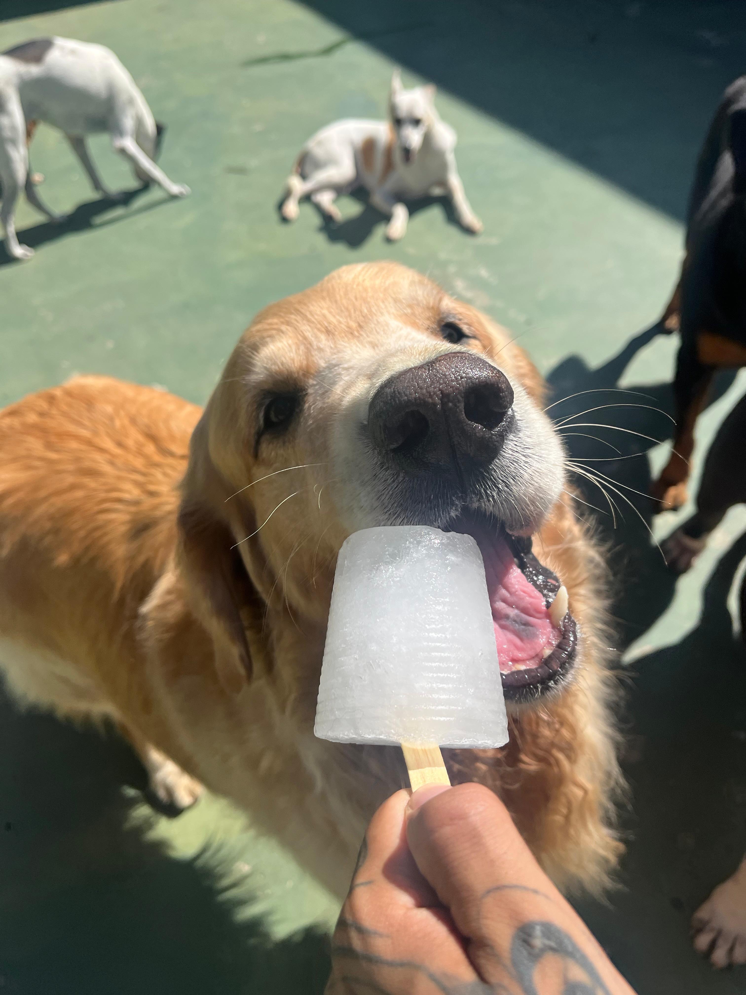 Imagem do WhatsApp de 2025-04-04 à(s) 17.15.01_f8ad8630.jpg